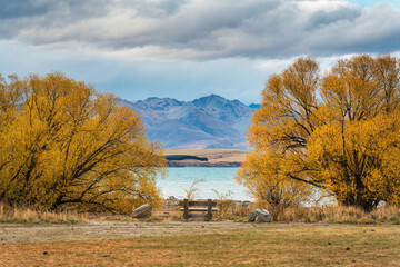 Wall Mural - Wooden bench in the middle of yellow tree by the lake on autumn forest