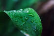 © Mumemories - Water drop on green tropical plant leaf