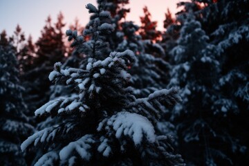 Canvas Print - Snowy pine tree branches at sunset