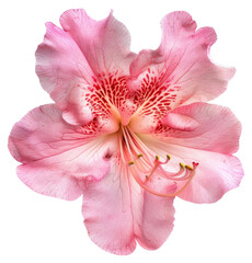 Wall Mural - PNG Vibrant pink flower close-up