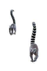 Sticker - walking lemur isolated on white background