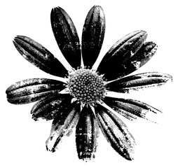 Poster - PNG  Grunge daisy flower illustration