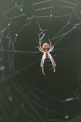 spider on web
