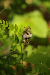 Wall Mural - Bee on a forest flower