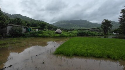 Wall Mural - Rural landscape featuring lush green fields and water pooling on grass, captured during the monsoon with a cloudy sky.