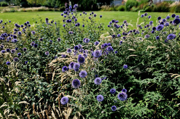 Wall Mural - Echinops ritro is a tall bushy perennial Whitethorn grows to a height of about 80 cm. gray-green prickly leaves. It draws in the winter and bounces again in the spring. blooms purple-blue spherical