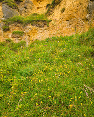 Wall Mural - Birds-foot Trefoil bank at Bishop Middleham Quarry, which ceased operations in 1934 and is now a SSSI managed as a nature reserve full of wildflowers in Co. Durham, England