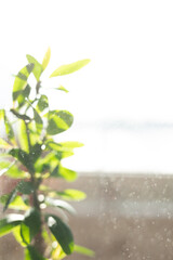 Poster - Sunlit Leaves with a Soft Focus