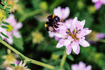 Wall Mural - Bumblebee Pollinating Pink Wildflowers in a Lush Garden