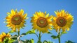 © wannakorn - Vibrant sunflowers in full bloom against a clear blue sky Gentle breeze rustles the petals