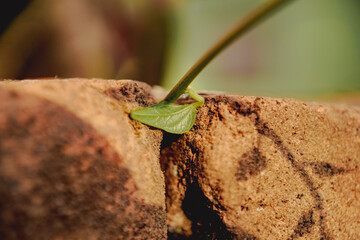 Small green leaves between two bricks