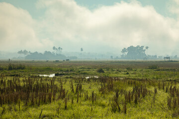 Wall Mural - Morning landscape, full of clouds and mist, in the Bada Valley, Sulawesi Island, Indonesia, in the distance, tall palm trees and jungle, near Lore Lindu Park