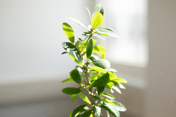 Poster - Green Plant in Sunlight