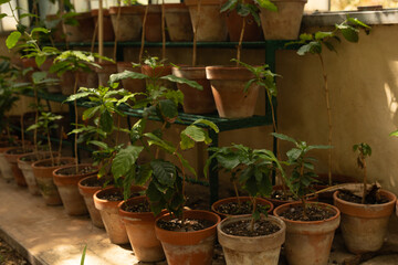 Poster - Rows of potted plants thrive in the sunlit greenhouse