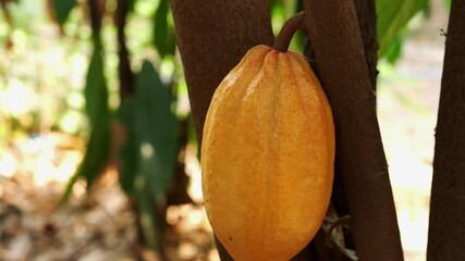 Wall Mural - Yellow Cacao pods grow on trees. Ripe cacao fruits, There are many ripe cacao fruits all over the tree. plant cocoa fruit plantation,4k video	