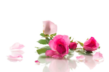 Wall Mural - Beautiful pink rose on a white background