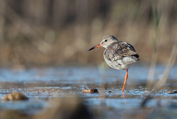 Beautiful profile picture of a redshank (Tringa totanus) in its aquatic environment. Common redshank standing on one leg looking for food in the riverside. Shorebird and environment. Laguna de la Nava