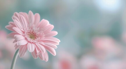 Wall Mural - Pink Chrysanthemum Close-Up