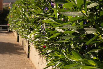 Aufkleber - Lush green leaves and colorful blooms line a concrete wall
