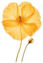 Poster - PNG  Delicate translucent yellow poppy