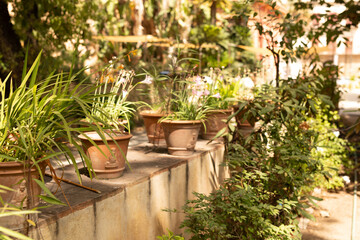 Poster - A row of potted plants line a stone wall bathed in sunlight