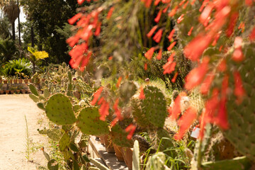 Poster - A close up of a cactus garden with red flowers in bloom