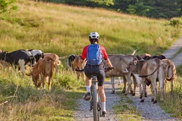 Wall Mural -  woman cycling with her electric bike in the middle of cattle herd in the Allgaeu Alps near Oberstaufen, Bavaria, Germany