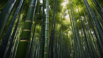 Wall Mural - Bamboo forest with tall stalk