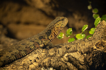 Wall Mural - Chinese crocodile resting on a branch.