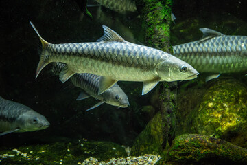 Wall Mural - Big gray shiny scaly fish in aquarium.