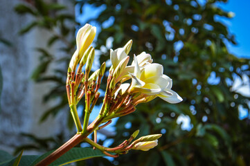 Vibrant white plumeria blossoms in full bloom contrast against a clear blue sky. Fresh buds promise more beauty to come. Nature’s elegance captured.