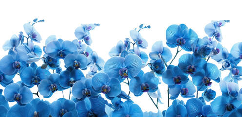 Canvas Print - PNG Vibrant blue orchid flowers bloom.