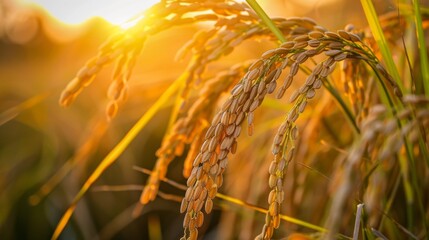 Poster - Close-up of ripe rice grains swaying in the breeze against a backdrop of golden sunset hues.