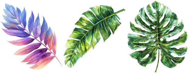 Wall Mural - Assorted Tropical Leaves Set Isolated on Transparent Background