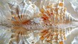 © DarkinStudio - Symmetrical Sea Shell Designs, Sea shells arranged in symmetrical patterns, each shell catching and reflecting the light in unique ways.