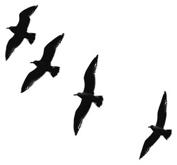 Canvas Print - Silhouettes of flying birds