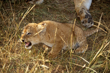 Canvas Print - Lion, jeune, Panthera leo, Masai Mara, Kenya