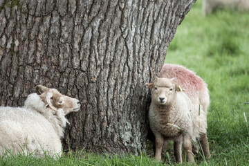 Canvas Print - portland sheep land lamb resting by the trunk of a tree