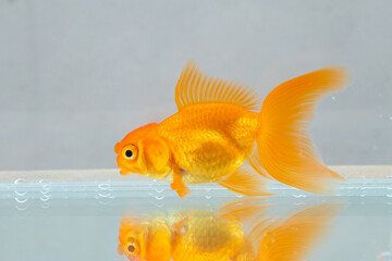 Canvas Print - Oranda goldfish in aquarium fish tank close up