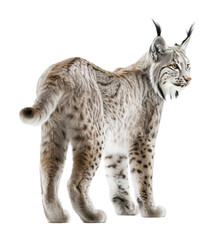 Wall Mural - Canadian Lynx view from behind