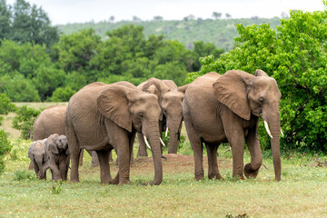 Poster - Elephant herd walking in Mashatu Game Reserve in the Tuli Block in Botswana.