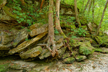 Trees growing from the boulders