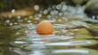© Aphisit - Chicken egg with a soft, gently rippling pond