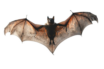 Flying Pipistrelle bat action shot of hunting animal transparent background or PNG file. This species is know for roosting and living in urban areas in Europe and Asia.