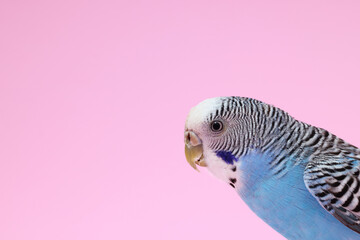 Poster - Beautiful bright parrot on pink background. Exotic pet. Space for text