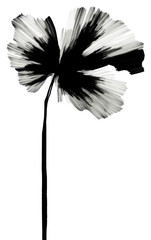 Canvas Print - PNG  Abstract black and white flower