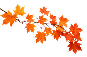 Wall Mural - Vibrant autumn leaves on branch