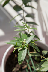 Wall Mural - Branches of a blooming citrus tree in a pot in the room