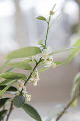 Wall Mural - Branches of a blooming citrus tree in a pot in the room