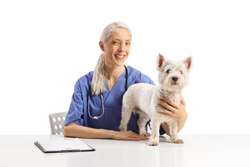 Wall Mural - Veterinarian in a blue uniform sitting with a westie terrier dog on a table